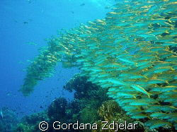 goatfish floating by coral reef by Gordana Zdjelar 